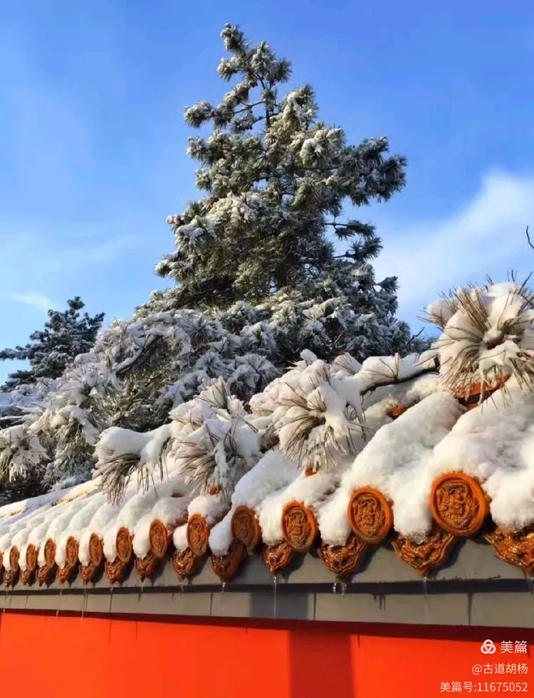 油松,呼和浩特市树